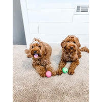 
              Nylabone Power Play Gum-a-Ball Toy for Dogs Gum-a-Ball One Size (2 Count)
            